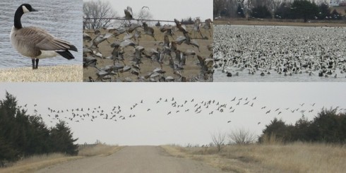 Grand Island Nebraska Geese Migration